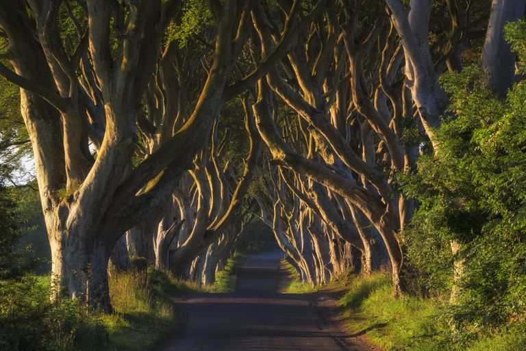 Dark Hedges, Põhja-Iirimaa ehk Kuningatee