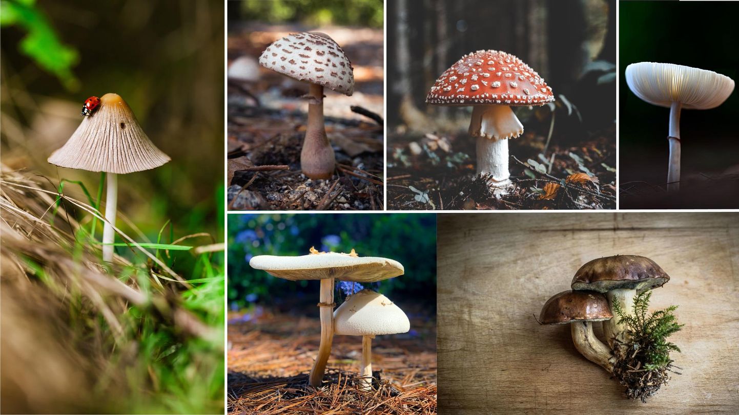 Pole vahet, kas seened maitsevad või mitte - noaga keset metsa seismast on leidnud end iga õige eestlane