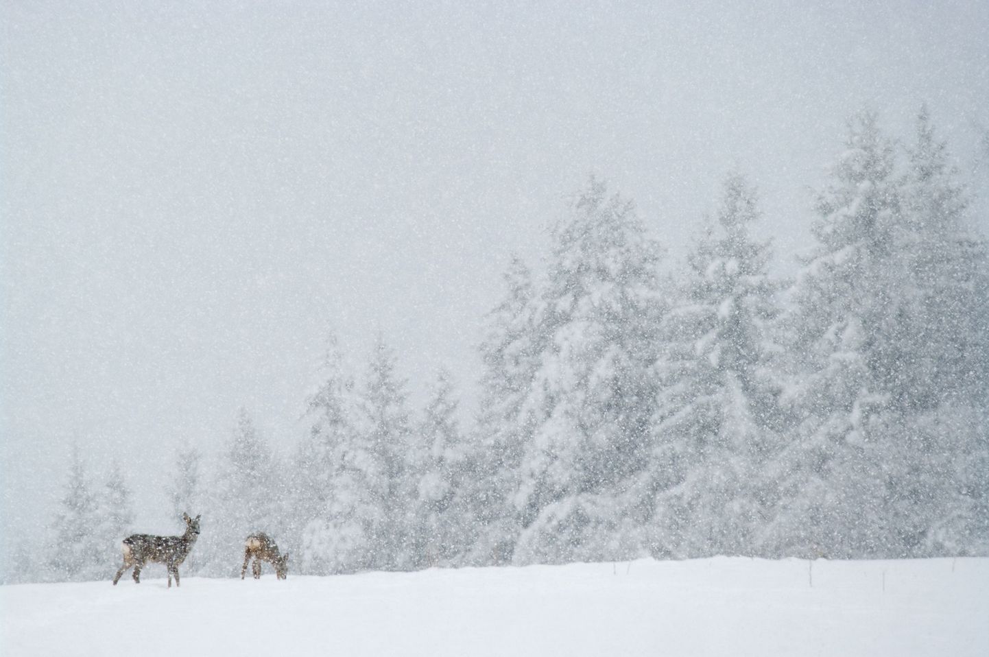 Kitsed tihedas lumesajus. Juhuslikult tabatud hetk on Kalmer Lehepuu üks lemmifotodest tänase päevani.