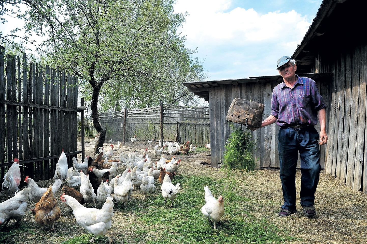 Luunja lähedal Kivistiku talus siblib ringi pea 80 mahedat kana, kes lasevad värskel heinal hea maitsta.