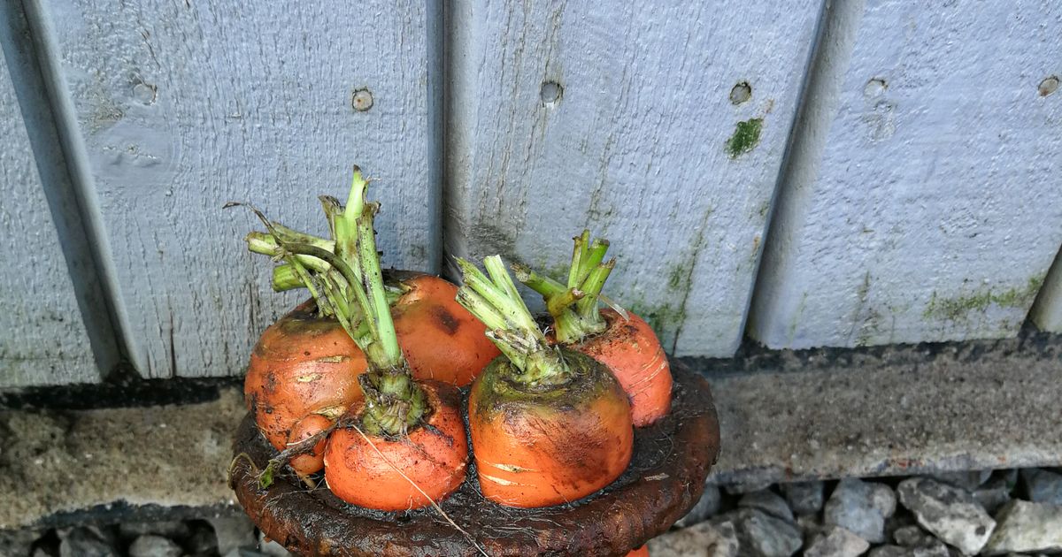 PÄEVAPILT: Ühendatud jõud