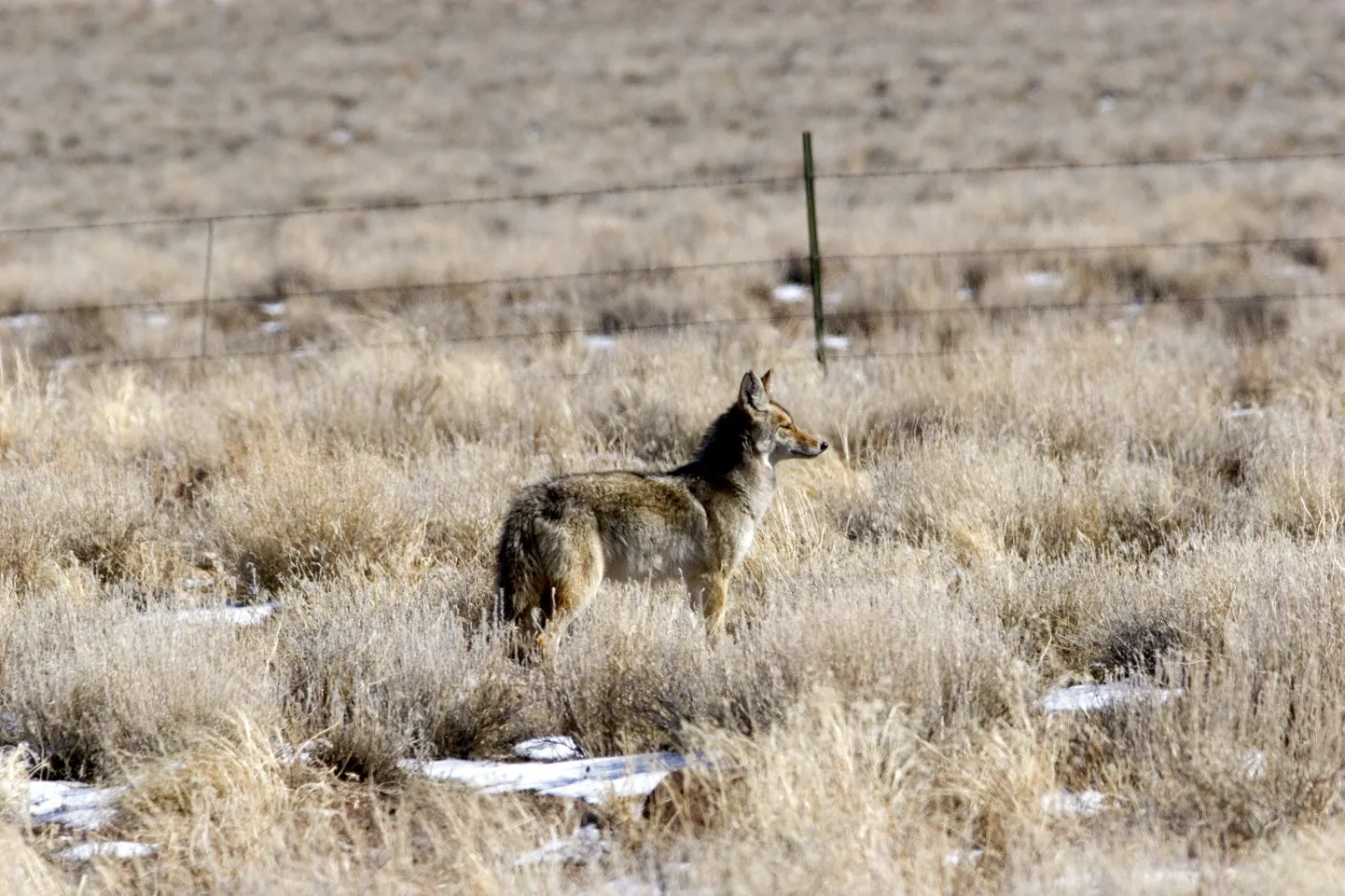 Üksik koiott Nevada kõrbes