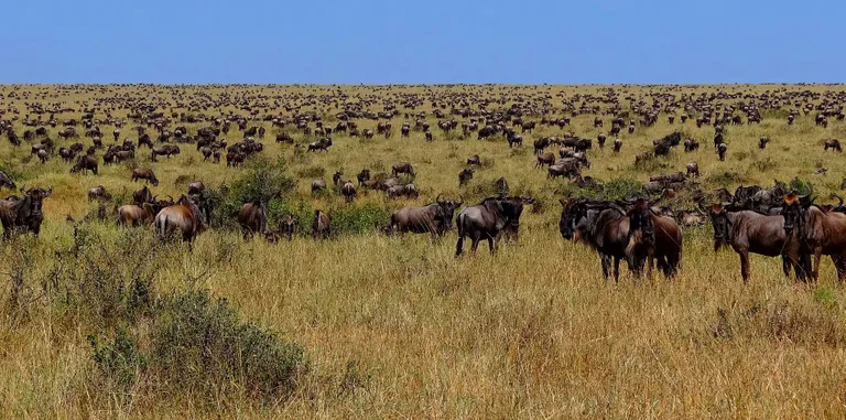 Serengeti looduskaitseala loomakari