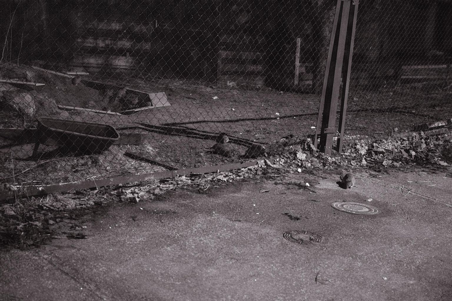 Kui ajakirjanik ja fotograaf üleeile selle maja aia taga käisid, askeldas Liiva 20 hoovis vähemalt kümme rotti.