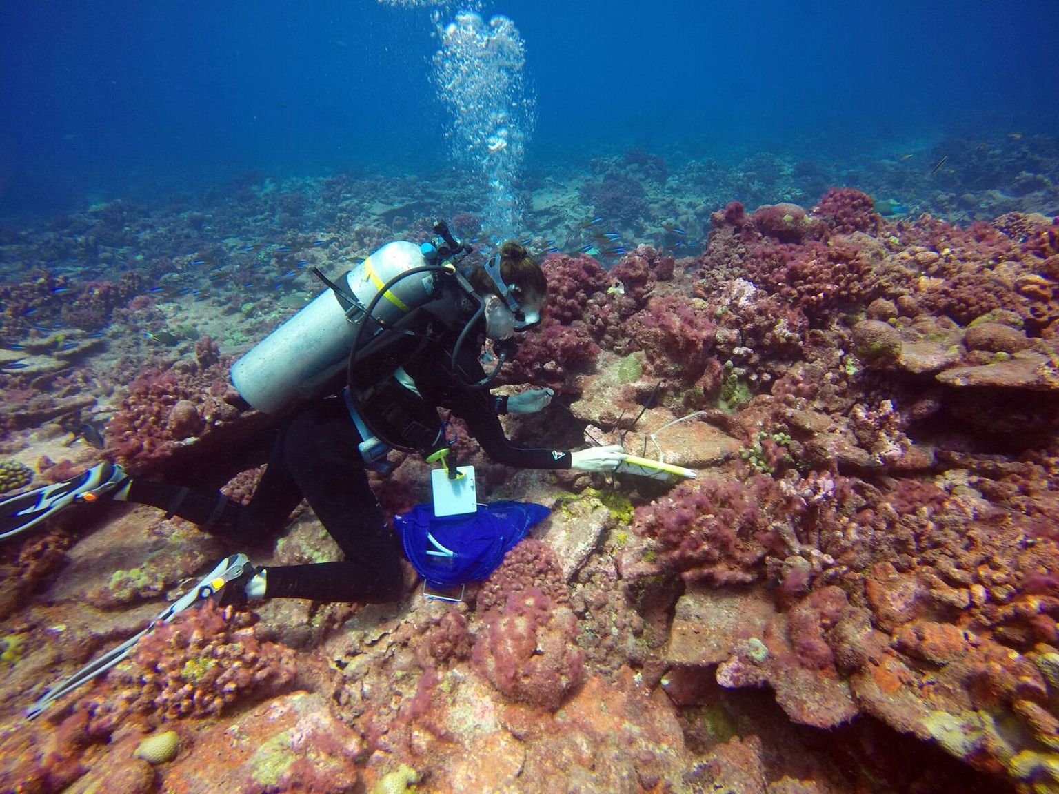 Georgia Ülikooli kliimateadlane Kim Cobb korallrahudelt proove võtmas. Tulemused näitavad ootamatult, et Kiritimati saare rahud on hakanud pärast pea täielikku väljasuremist aegamööda taastuma. Pildil on kollased korallid terved ja valged haiged.
