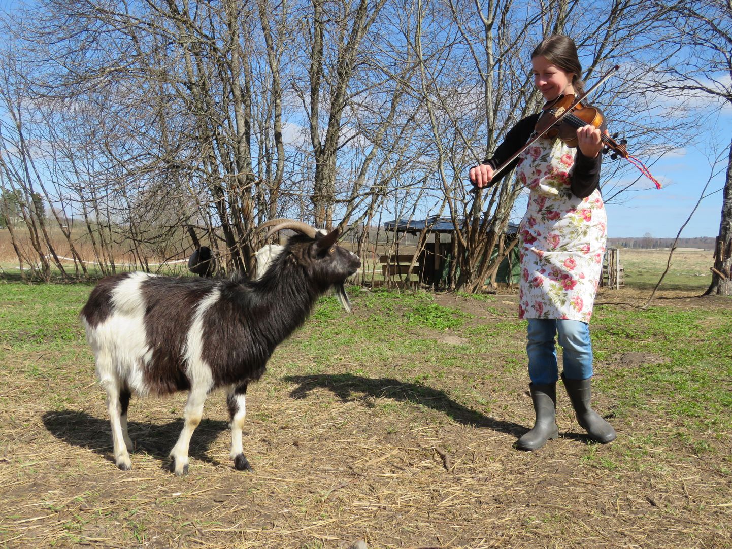 Tunnustatud rahvamuusik Marju Varblane võtab aeg-ajalt viiuli kätte, et ka oma loomadele mängida. Nad kuulavad huviga.
