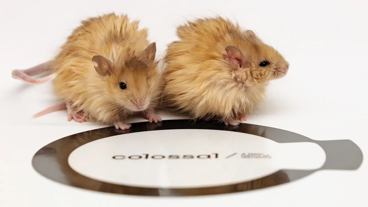 Colossal Biosciences teadlased suutsid hiirtele tekitada mammutile iseloomuliku paksu ja koheva karvkatte.