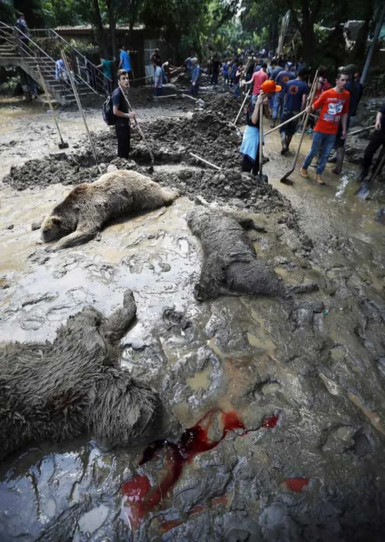 Plūdu sekas: viens otram blakus plūdos mirušie zoodārza lāči 