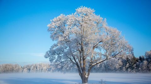 На Эстонию надвигаются морозы: уже в пятницу резко упадет температура