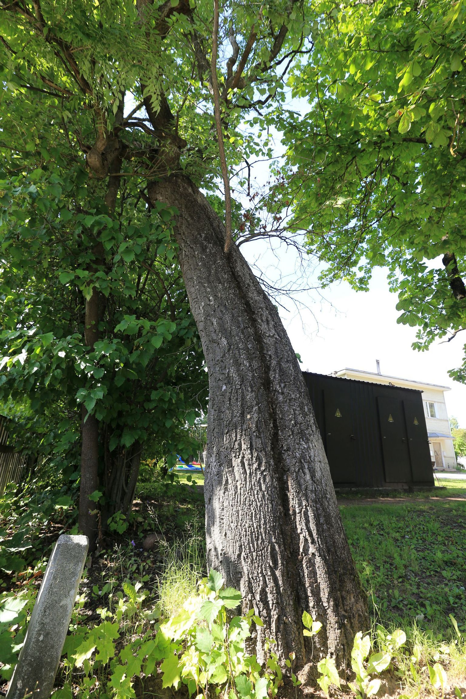 Об значимости взятого под охрану амурского пробкового дерева теперь напоминает только установленная рядом с ним табличка.