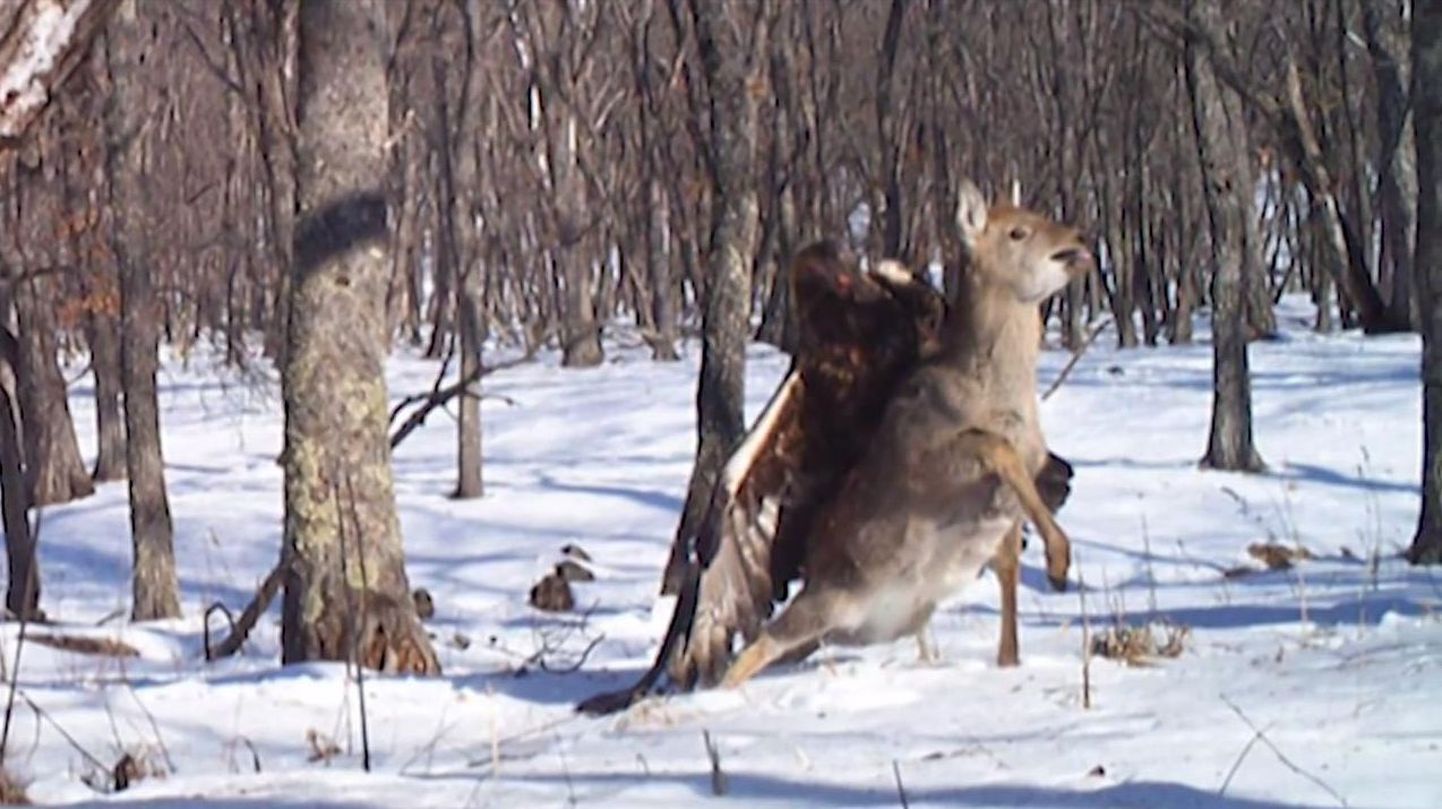 Venemaal jäädvustas looduskaamera, kuidas kaljukotkas tappis hirve