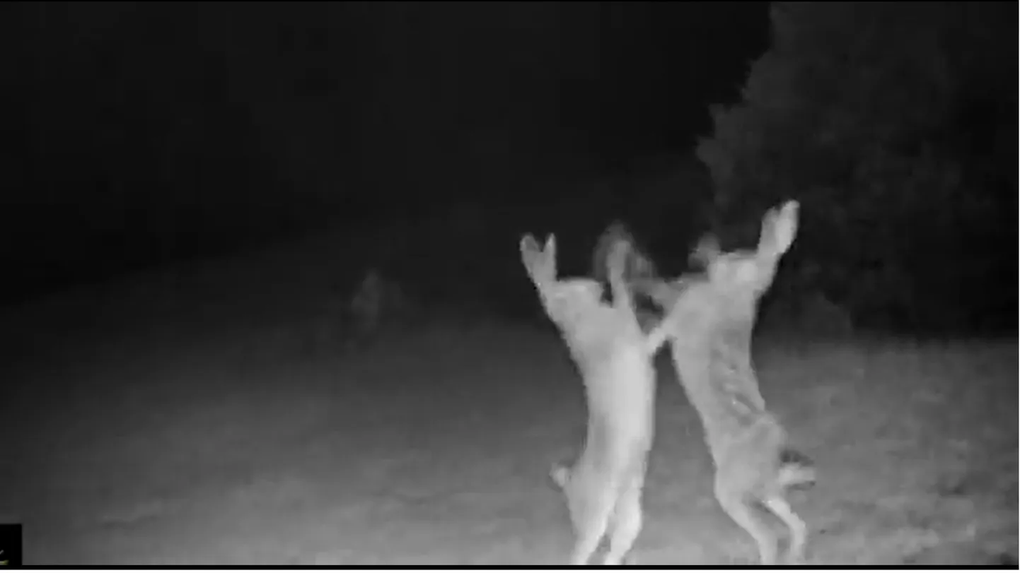 Kuvatõmmis videost