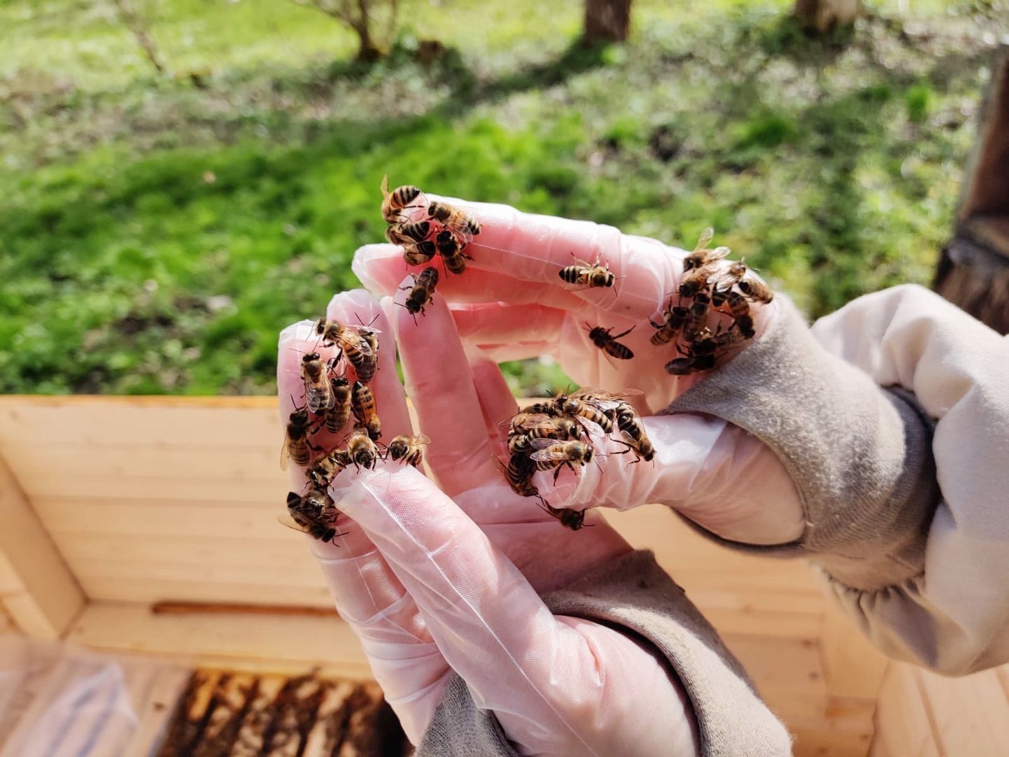 Sookalda mesila Buckfast tõugu mesilased