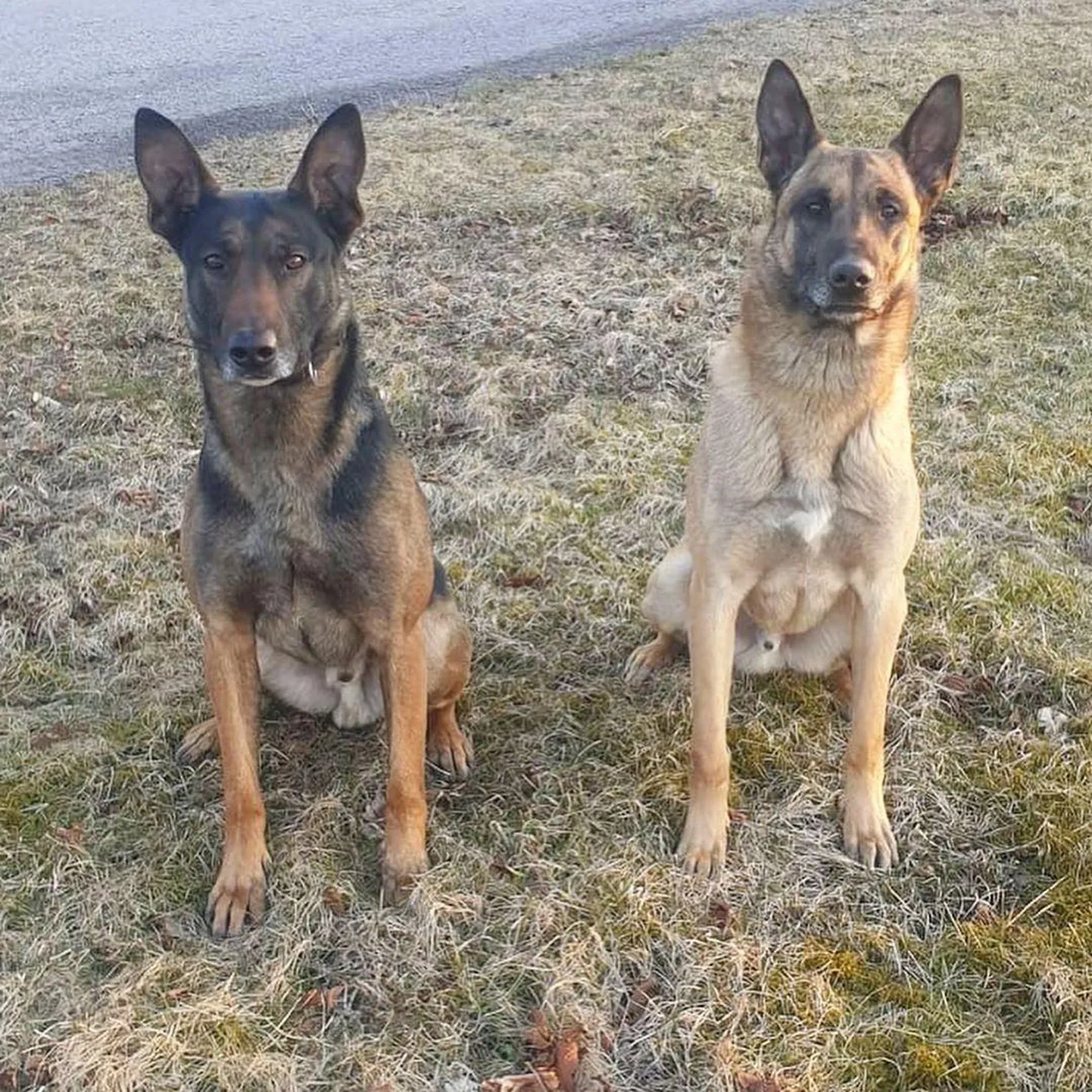 Tänavusel maakaitsepäeval Aseris saab näha ka politseikoeri.