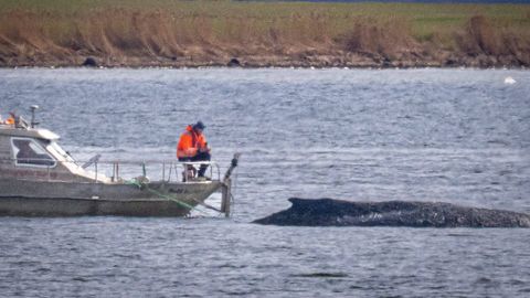Saksamaal kinni jäänud küürakvaali päästeoperatsioon algab