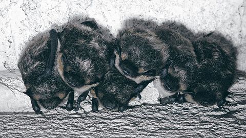 Algatus: aita kaardistada keldrites talvituvad nahkhiired