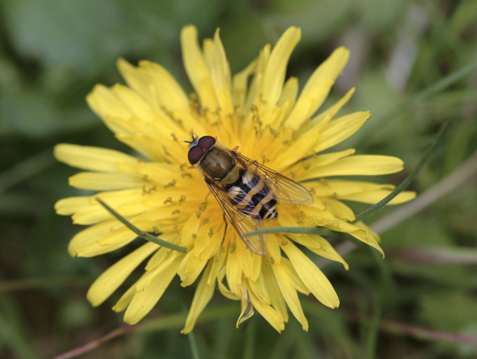 Sirelasi, kes maskeerivad ennast mesilaste sarnaseks, ohustavad samad viirused kui mesilinde