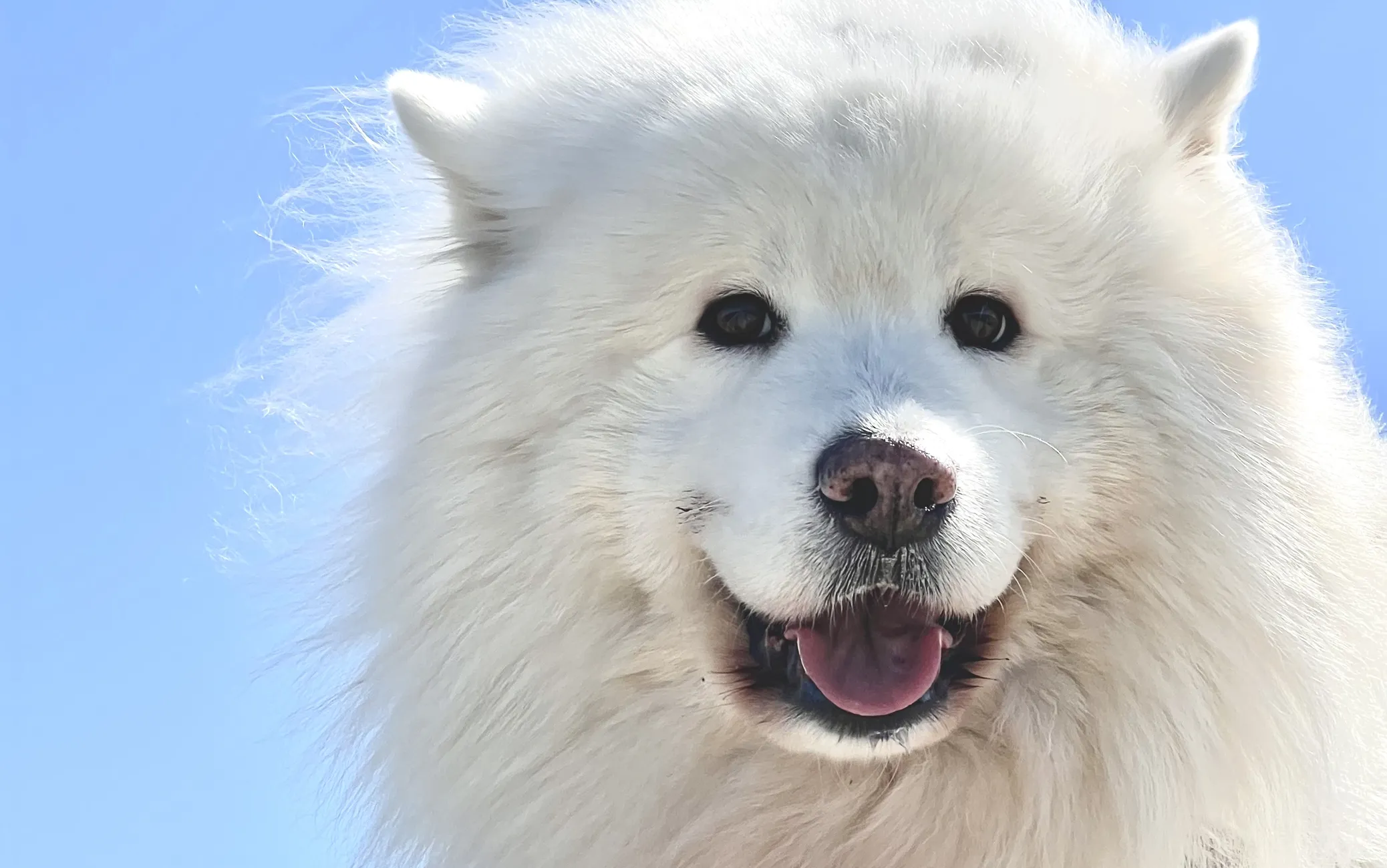 Maxi