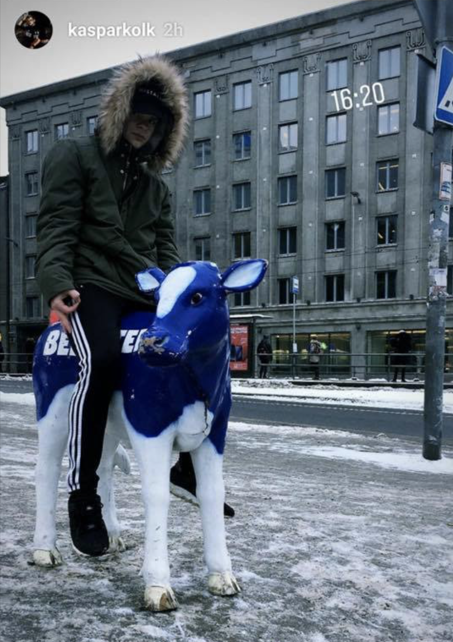 Kaspar Kolk varastatud lehma seljas