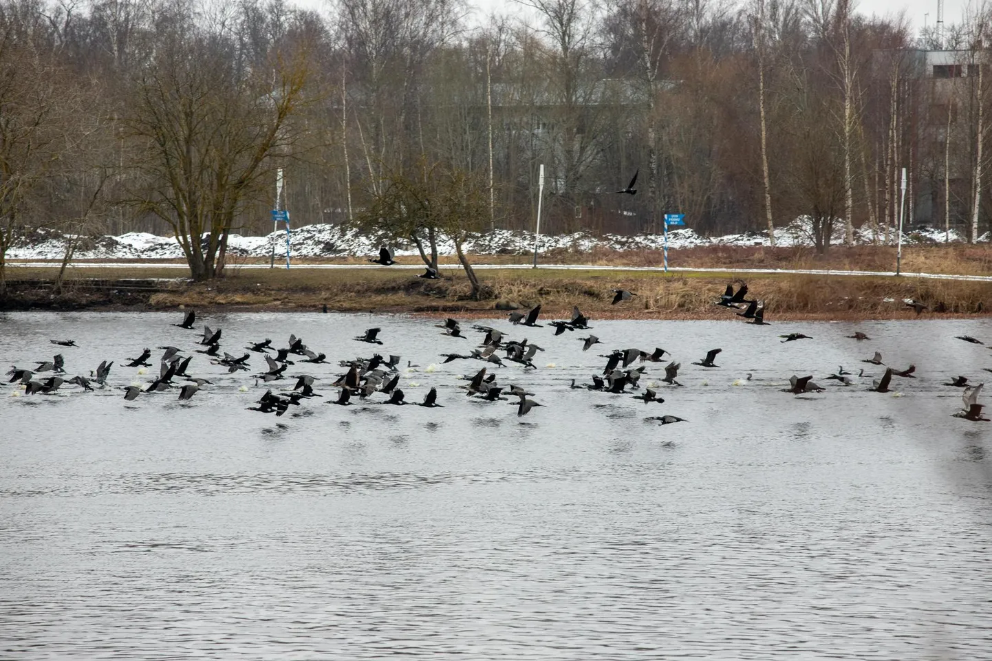 Eesti kalastusklubide liidu juhatuse liige Tarmo Erlich leiab, et kui me kiiresti midagi ette ei võta, panevad kormoranid suure osa Eesti kalavarust pintslisse.