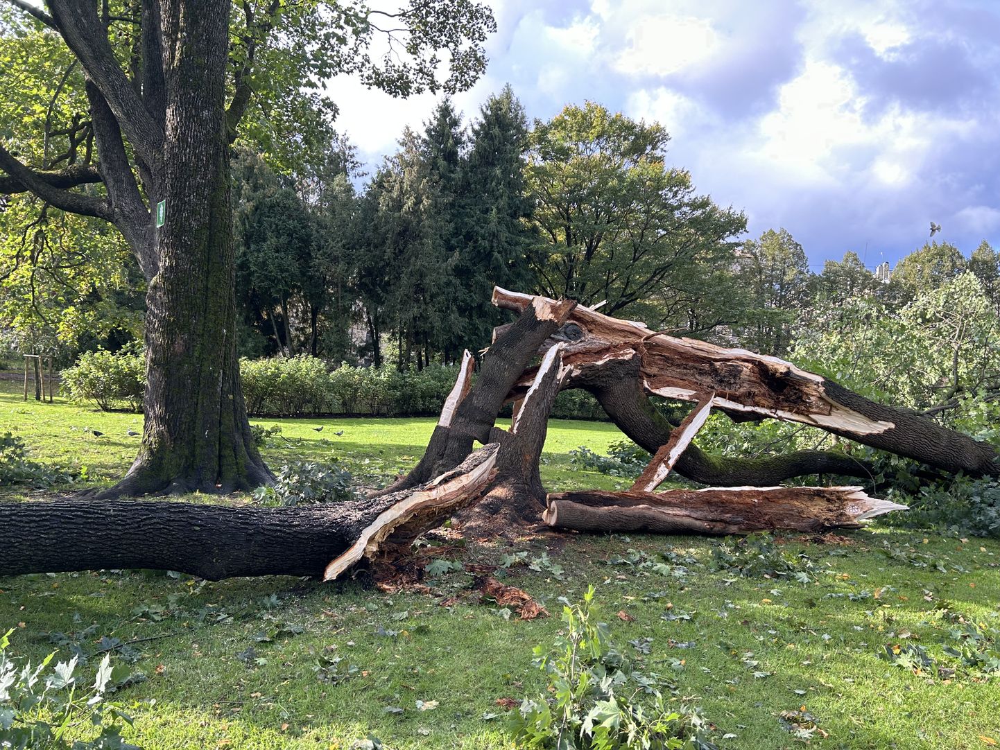 Поваленное дерево в рижском парке
