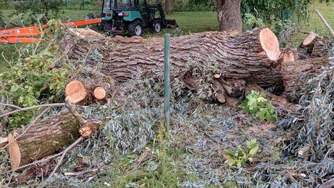 Arboristid said praktikakogemuse, muuseum turvalisema pargi