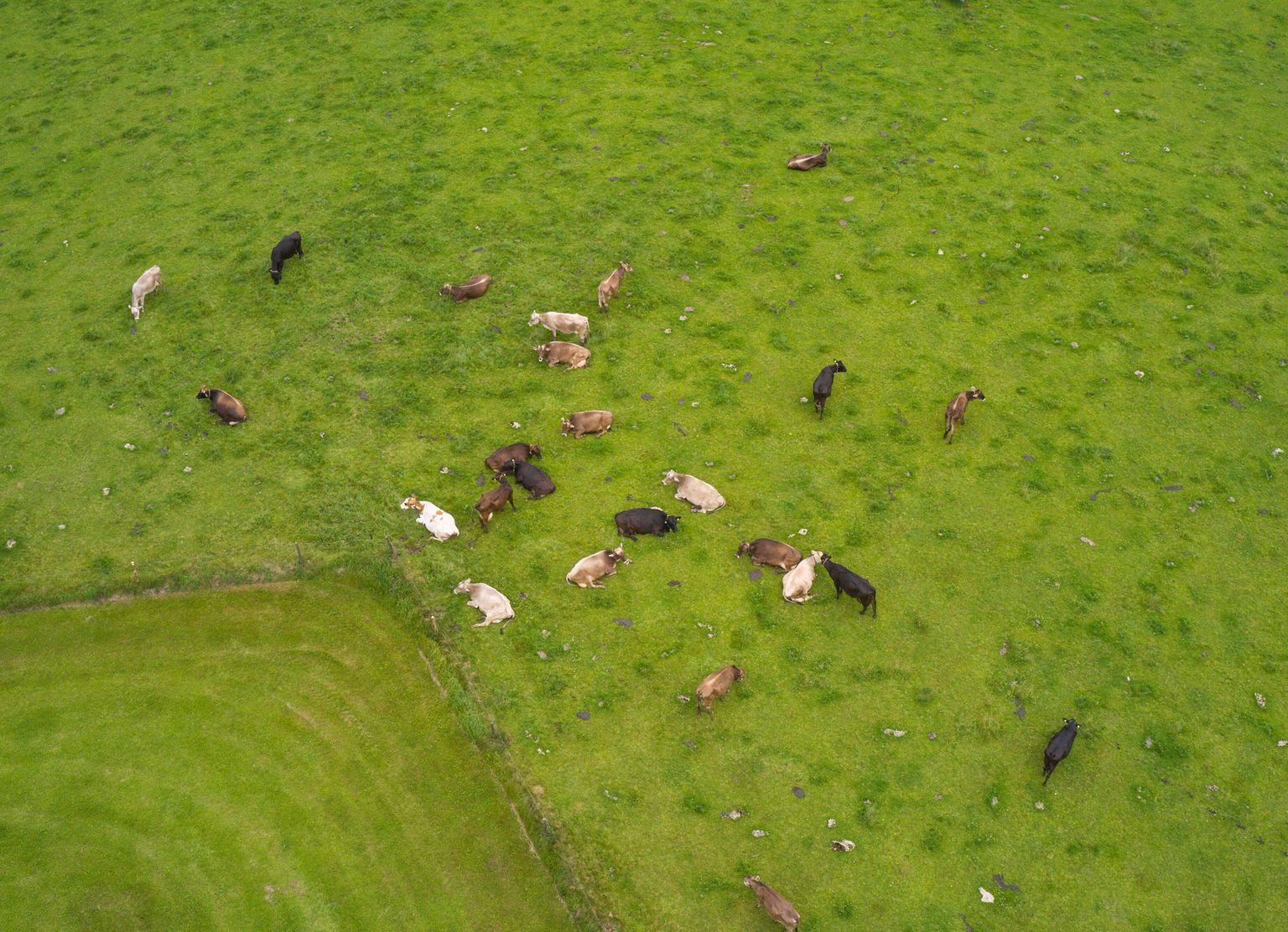 Drooni abil saaks karja kontrollida ka kilomeetrite kauguselt.