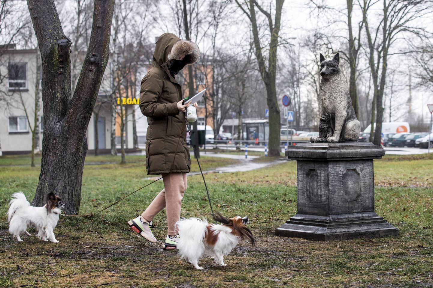 Sieviete ar sejas masku staidzina suņus parkā Tallinā. Ilustratīvs attēls.