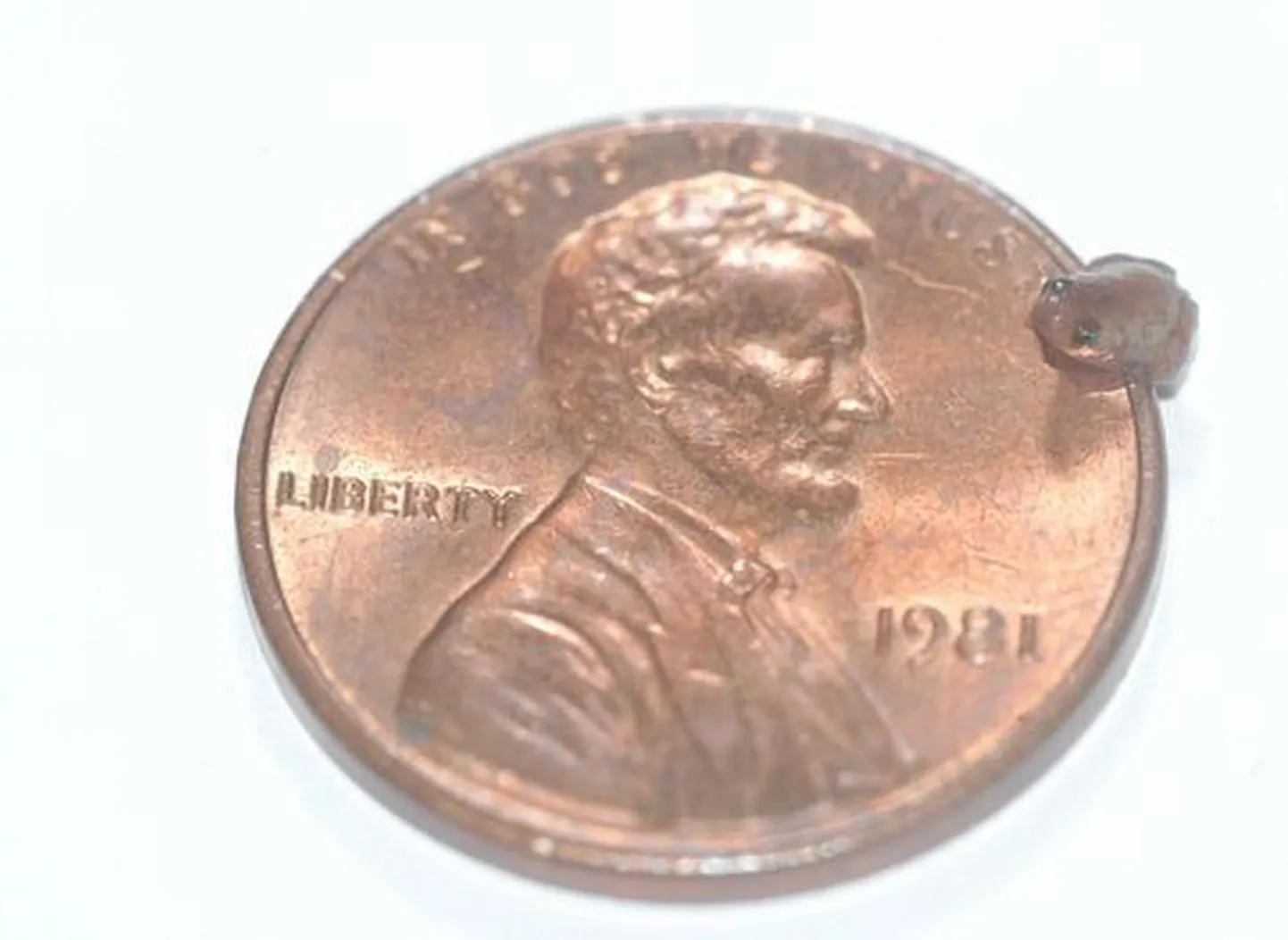 Microhyla nepenthicola