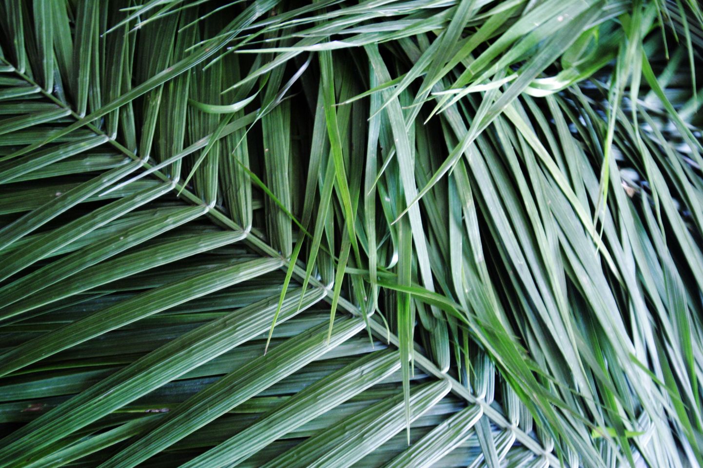 Liinibussi lagi on kaunistatud palmiokste ja sinise taevaga.
