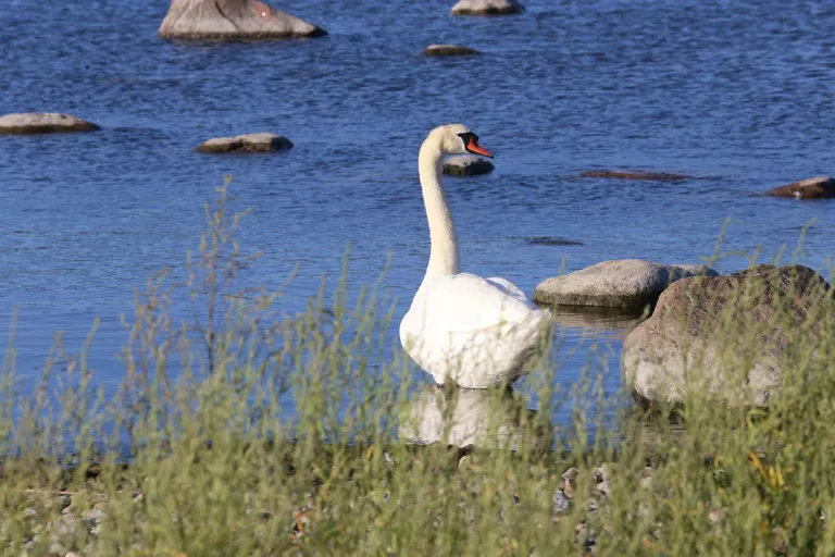 Üksik kühmnokk-luik lõi teisega silmside ning suundus kaaslase poole.