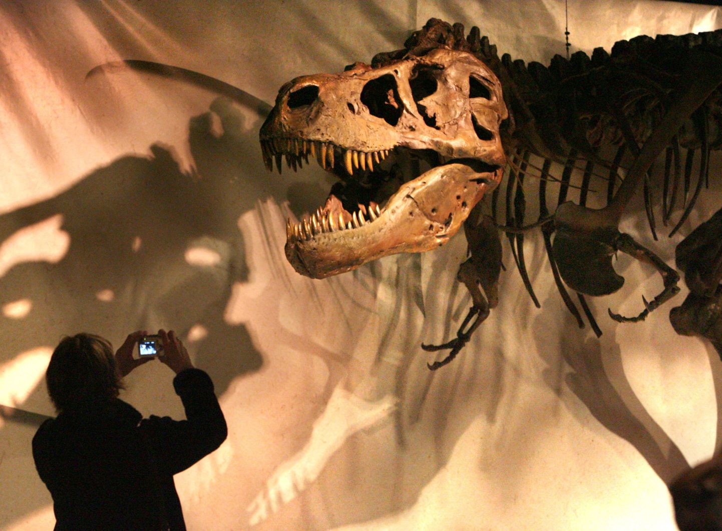Tyrannosaurus rexi fossiil