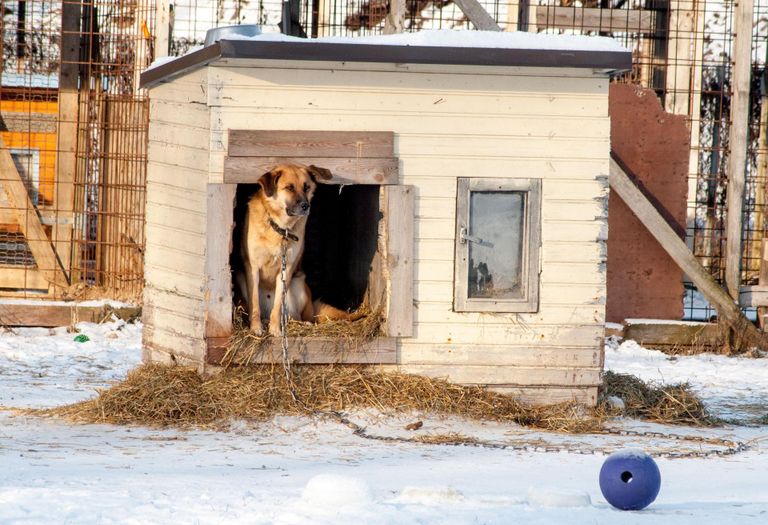 Pärnu loomade varjupaik on praegu sisse seatud peamiselt ehitussoojakutesse.