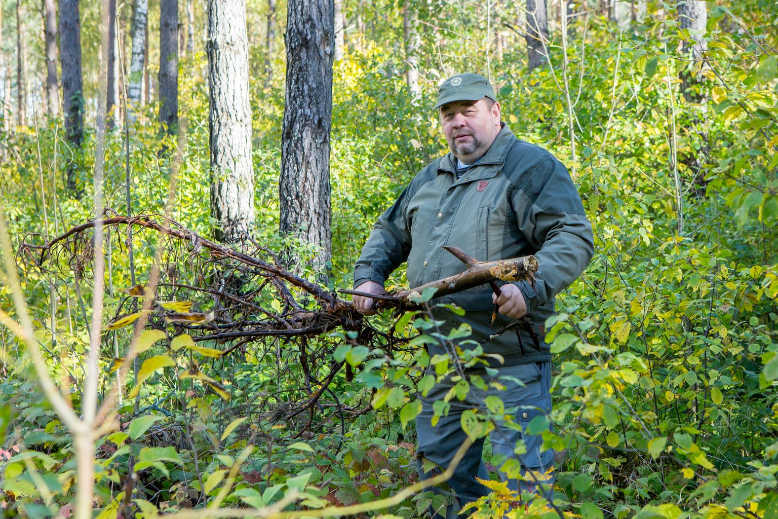 TAGASILÖÖK: Metsaühingu juhi Mati Schmuuli sõnul vähenes raiete maht jaanuaris vähemalt kolm korda.