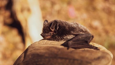 NEW SCIENTIST ⟩ Kuidas saavad nahkhiired aru, mida kaaslased räägivad, kui kõik «kisavad?»