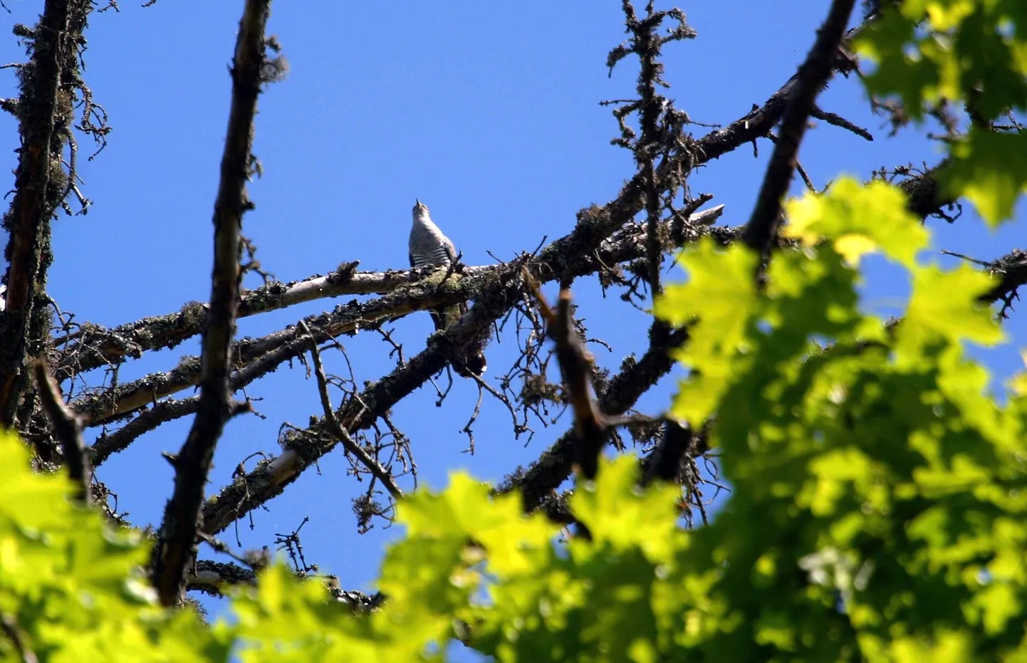 Käodki kipuvad Eestisse tänavu hiljem jõudma.