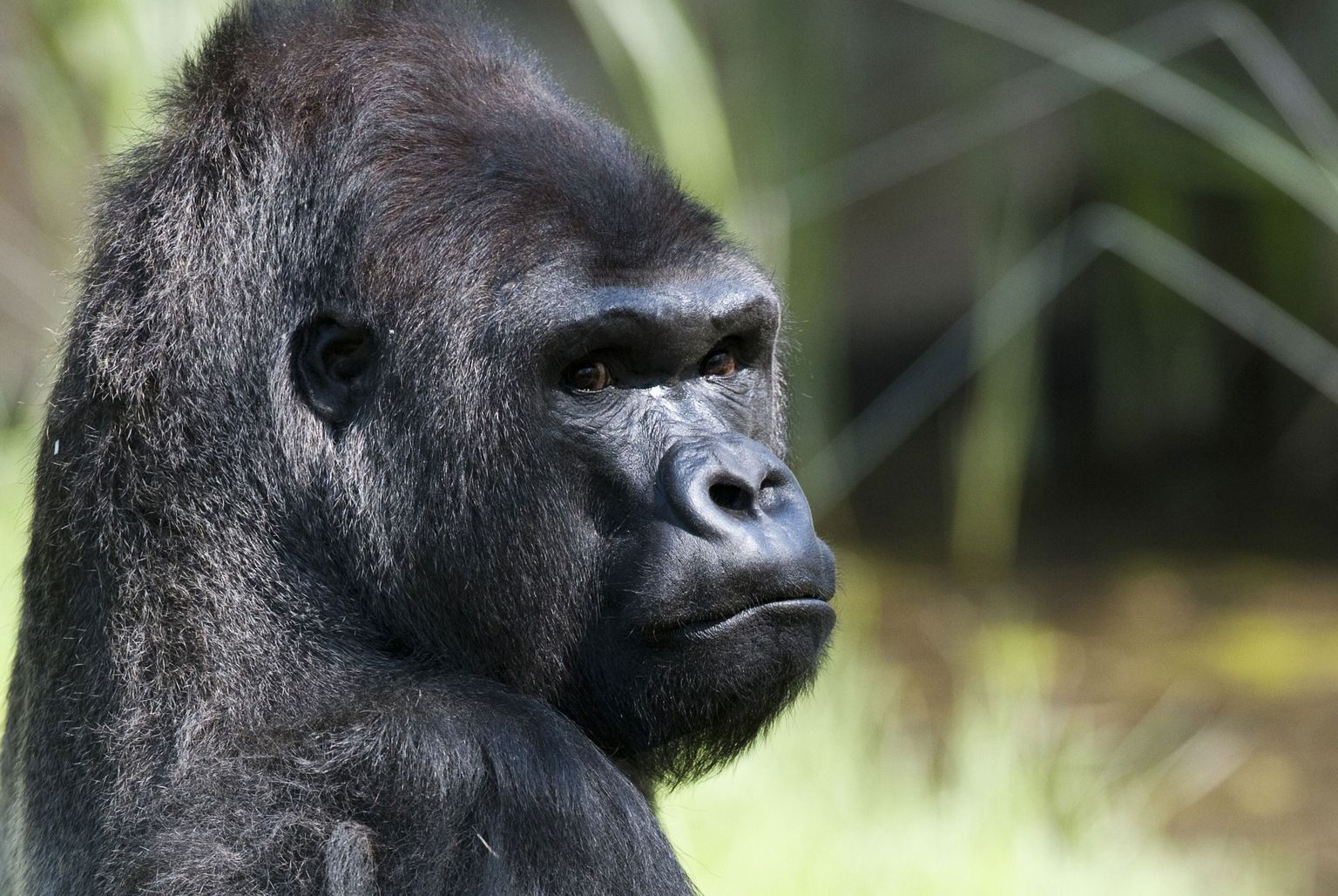 Gorilla Berliini loomaaias. Peaaegu kõik maailma loomaaedades elavad gorillal kuuluvad tasamaagorillade alamliigi hulka