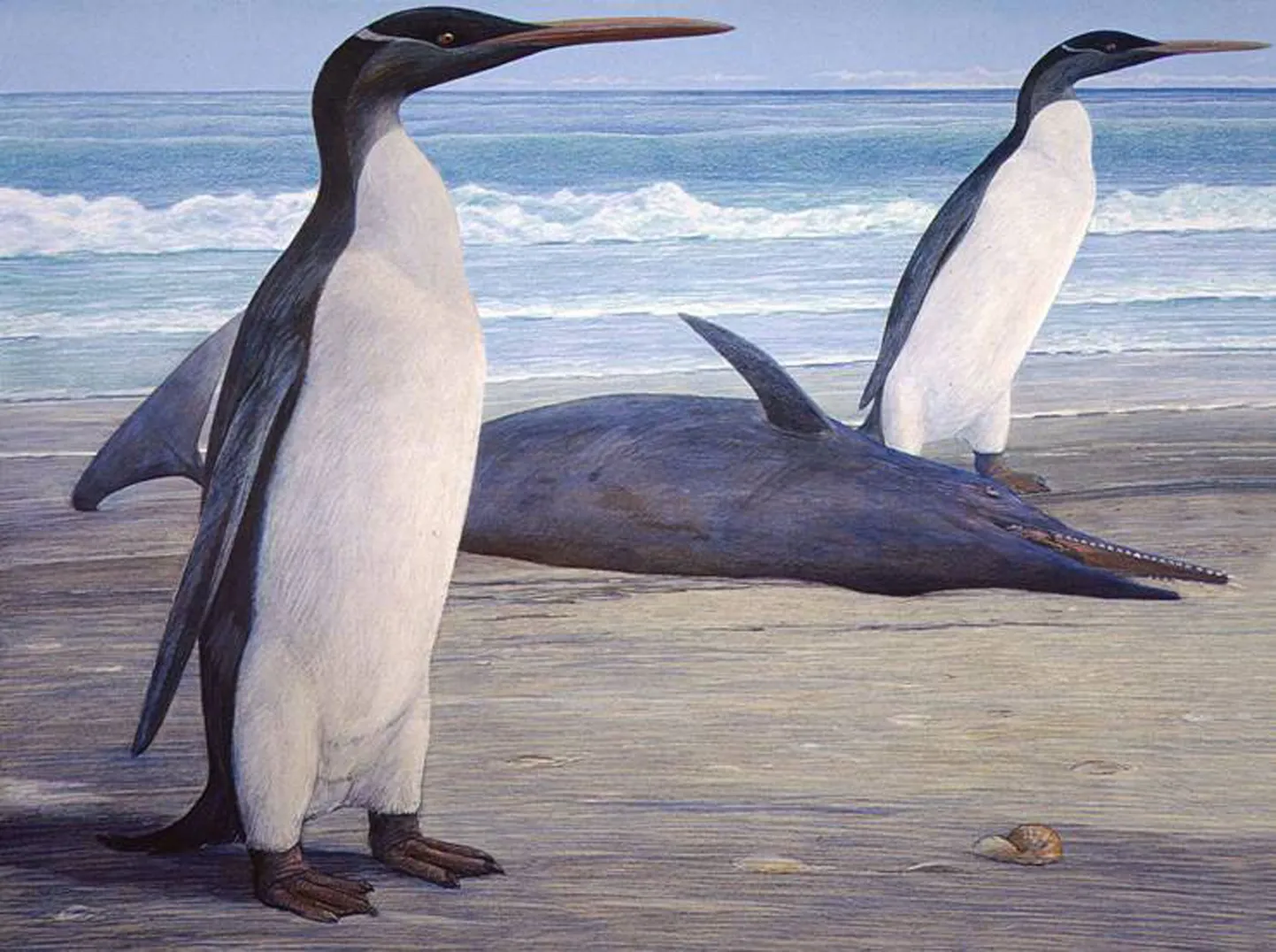 Kairuku pingviinid
