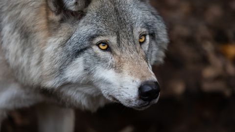 VIDEO ⟩ Pärnumaal jalutasid kaamera eest läbi kärntõves hundid