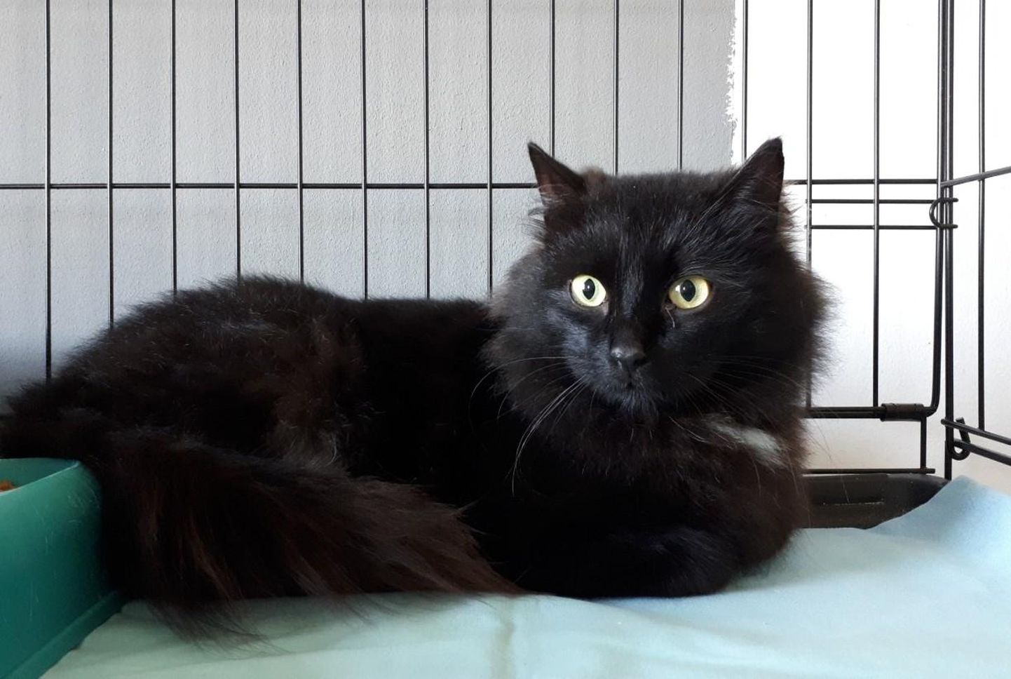 Oktoober on varjupaikades musta kassi kuu. Kui tavaliselt tuleb kassi võtmiseks maksta 35 eurot loovutustasu, siis mustade kasside eest küsitakse ainult 1 euro.