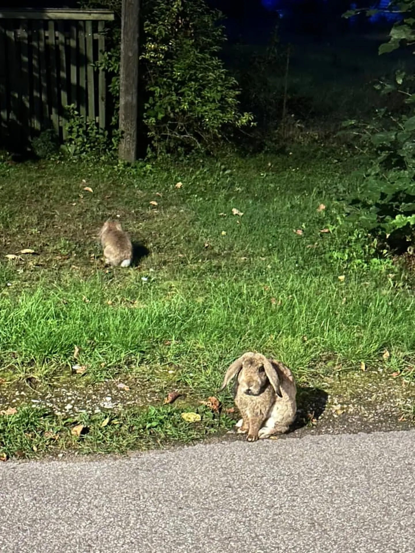 Jänesed Männiku tänaval.