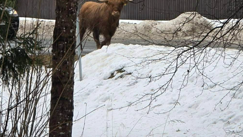 ARMAS KLÕPS ⟩ «Kellegi armas sõber on ära eksinud.» Lääne-Harju vallas eksleb ringi veis