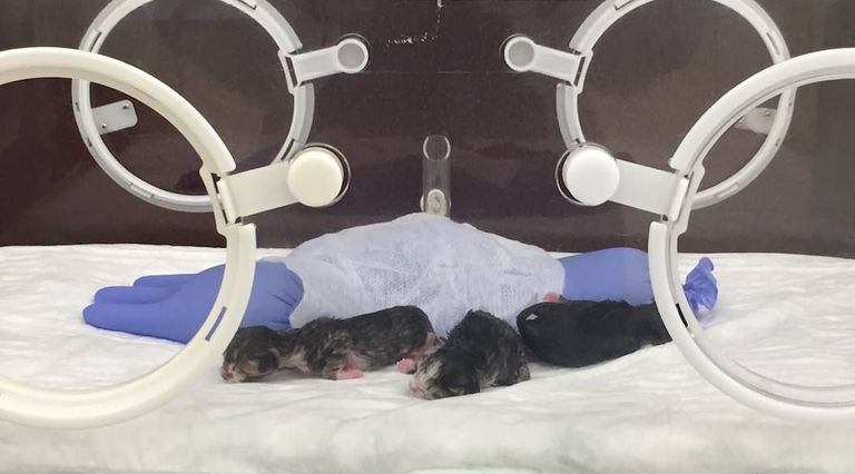 Need kolm vastsündinud kassipoega on kenasti inkubaatoris kosumas: sooja veega täidetud kummikinnas hoiab neid alajahtumise eest. 