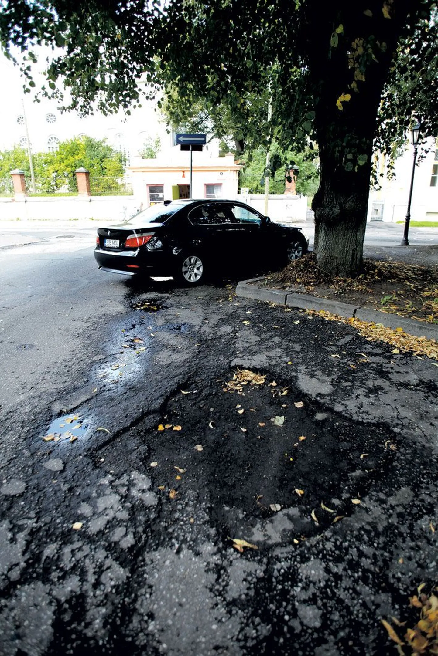 Kompanii tänava parkimiskohtadel laiutavad augud.