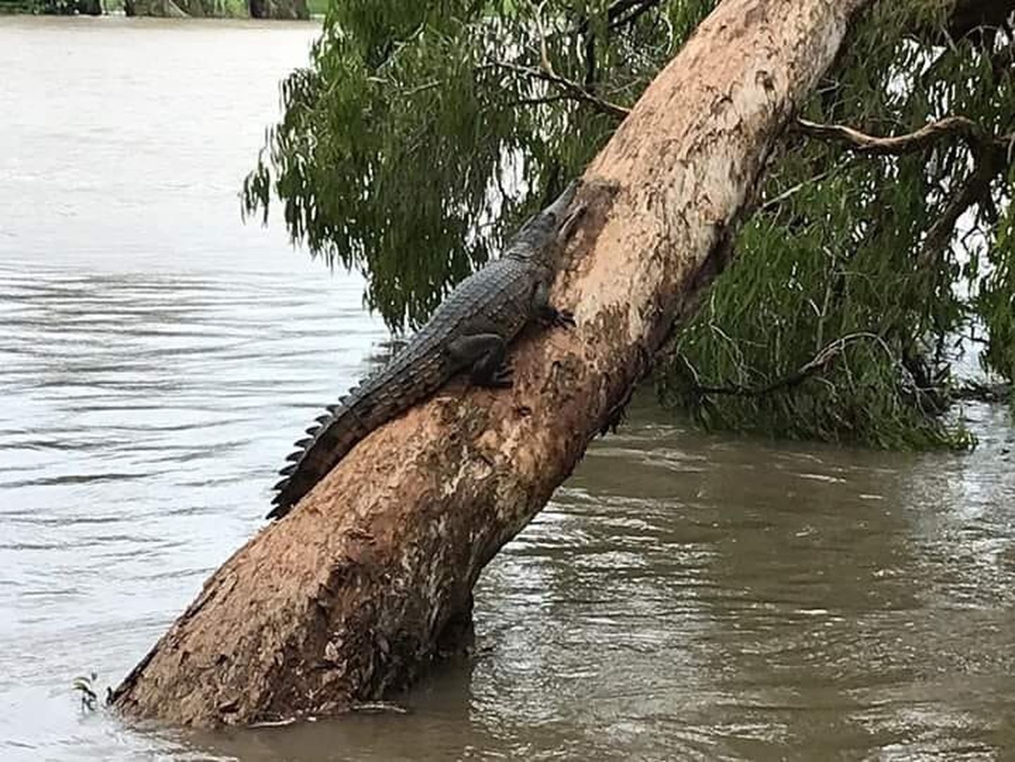 Puule roninud krokodill Austraalia Queenslandi üleujutuspiirkonnas