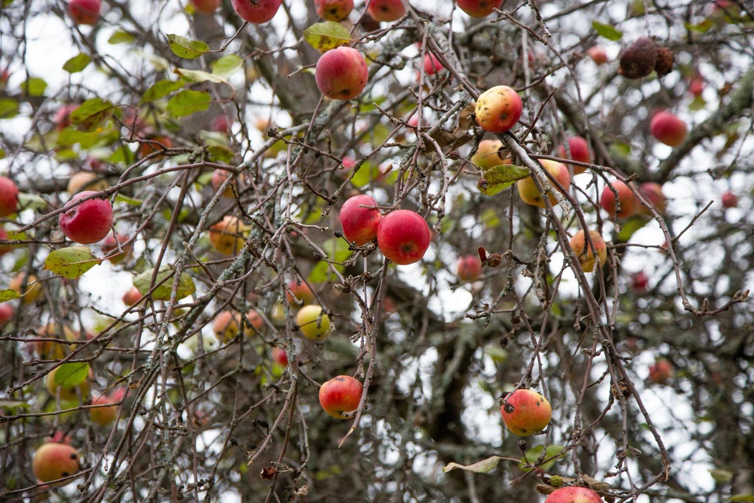 Mahakukkunud õunad võib teha näiteks kompostiks, kuid eriti linnas ei tohiks neid ladustada metsa- või pargipuude alla.