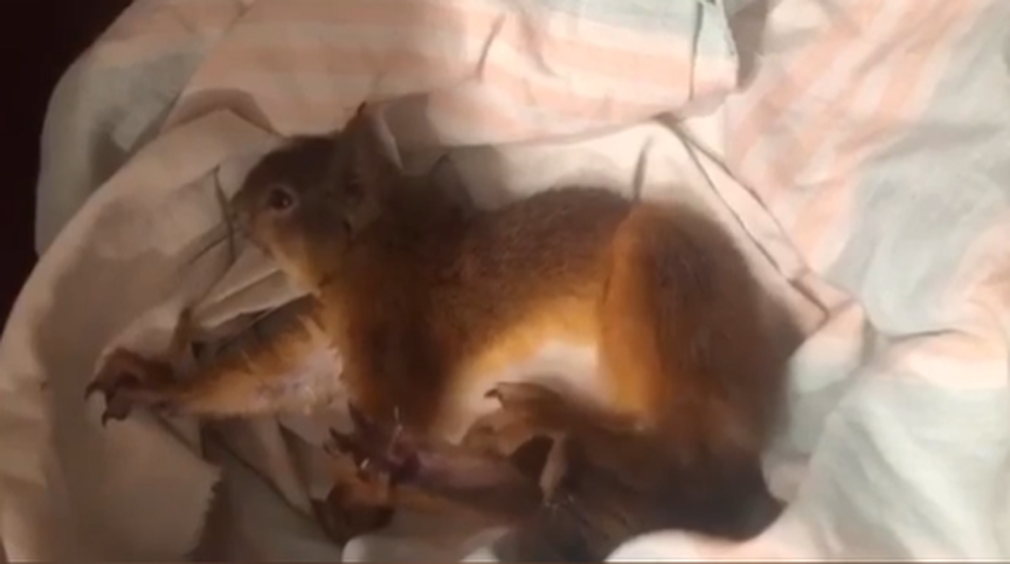 Orav kliinikus