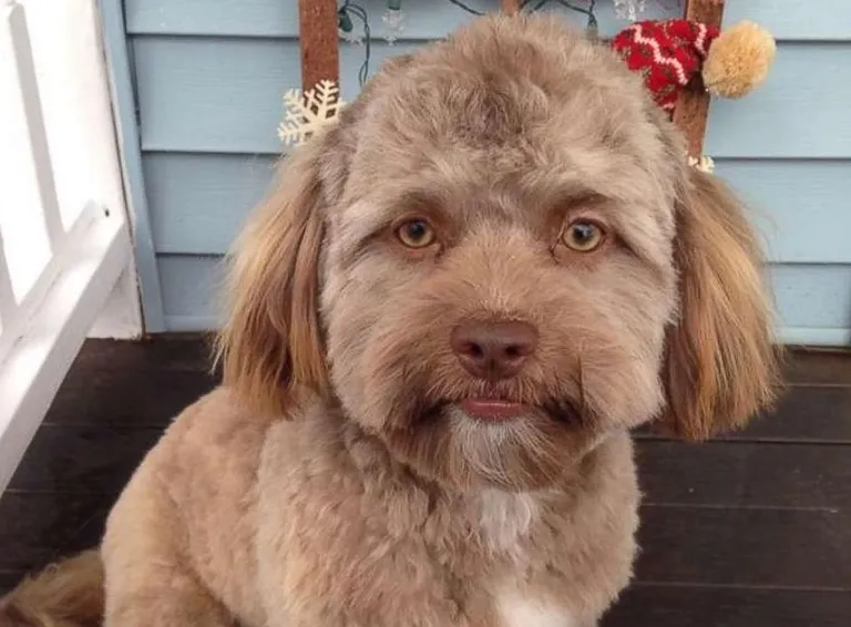 Shih-poo Yogi