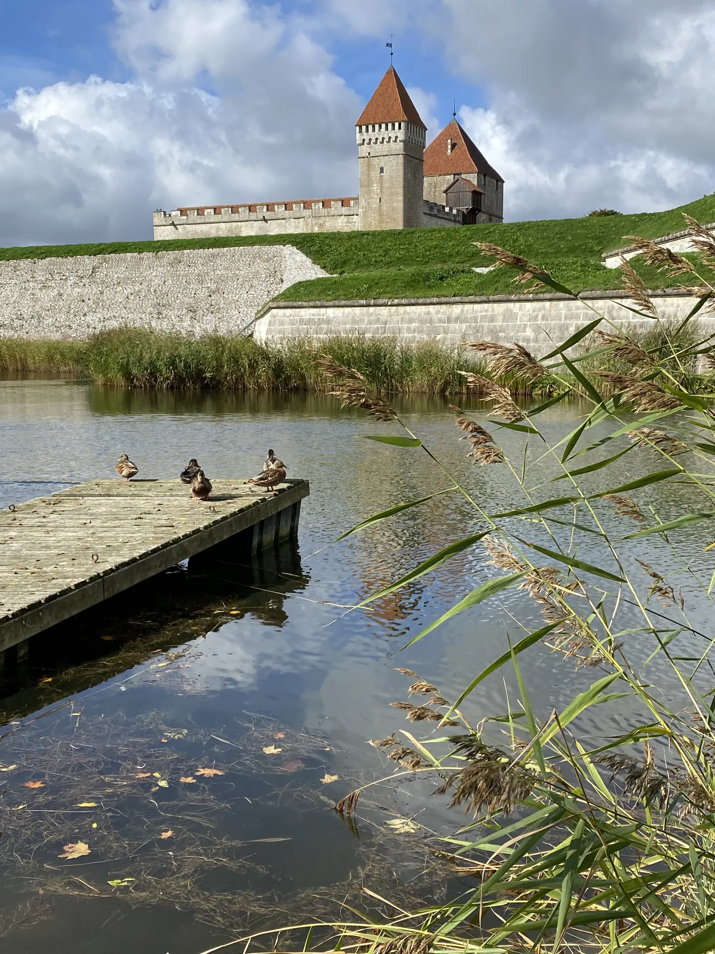Pardipere naudib päikest. Pildistatud13.09.2021