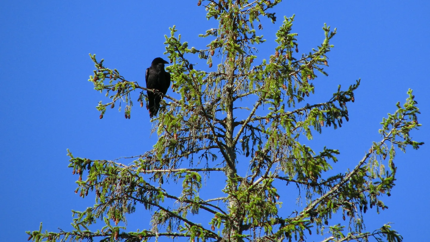 Kevadel on lihtne rääkida lindudega, näiteks kukkuda vastu käole või rääkida kronksuva rongaga.